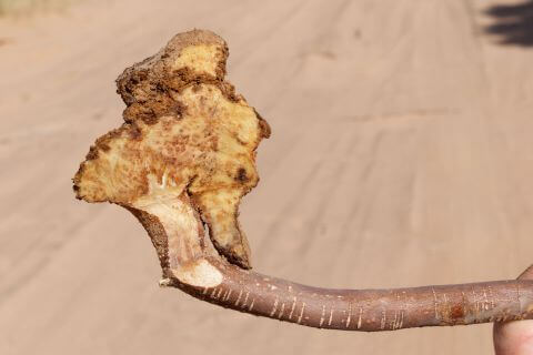 foto de la raíz de cistanche tubulosa para la musculación y la testosterona, las cápsulas están en el sitio en complemento alimenticio